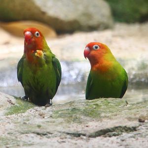 Tortoise Shell-ter - Nyasa Lovebirds