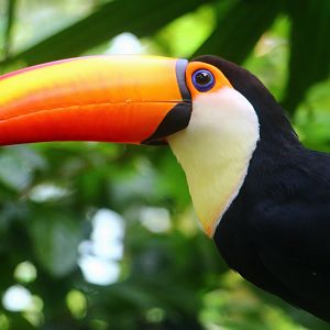 Fragile Forest - Toco Toucan