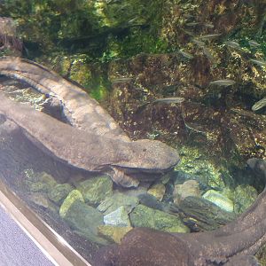 Japanese Giant Salamander