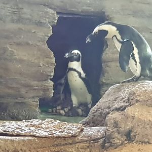 African Penguin