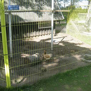 Strandvænget Park - Mixed aviary #3