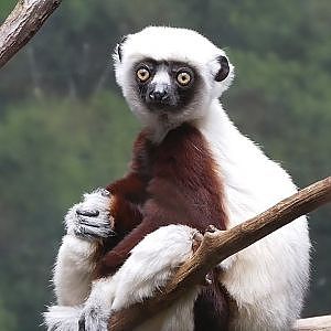 Paul & Lynsey's Zoo Tour #105 Bronx Zoo ANIMAL AMBASSADOR EXPERIENCE - YouTube