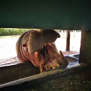Viewing from the hippo exhibit's backstage area - Belo Horizonte zoo
