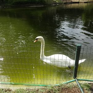 Swan at the zoo's japanese garden - Belo Horizonte zoo