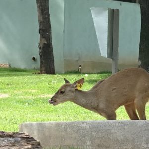 Grey-brocket-deer - Belo Horizonte zoo