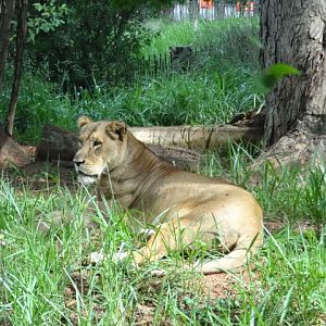 "Hanna", the lioness - Belo Horizonte zoo