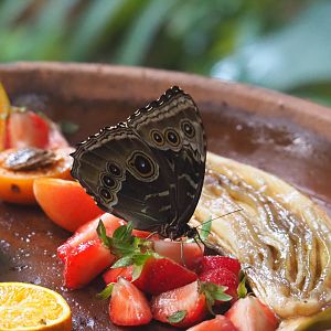 Morpho peleides feeding on ripe fruit, 2020-06-28