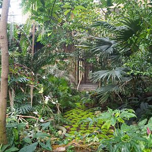 View in the Winter garden/Butterfly house, 2020-06-28