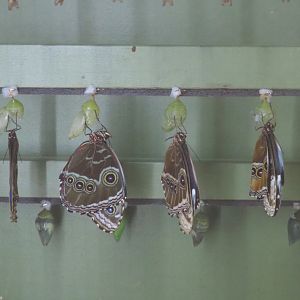 Freshly emerged Morpho peleides, 2020-06-28