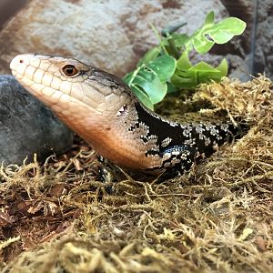 Indonesian blue-tongued skink