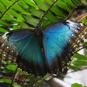 Morpho peleides, 2020-06-28