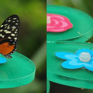 Tiger longwing (Heliconius hecale), 2020-06-28