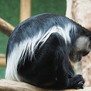 Mantled colobus (Colobus guereza), 2020-06-28
