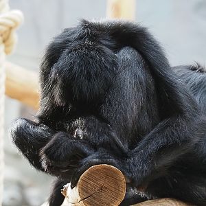 Sleeping Colombian black spider monkey (Ateles fusciceps rufiventris), 2020-06-28
