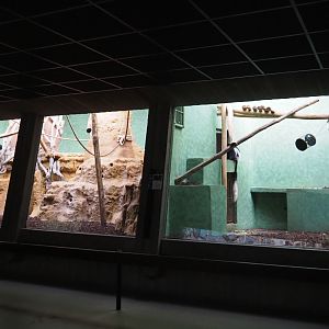 Small monkey house - Mantled colobus exhibits, 2020-06-28