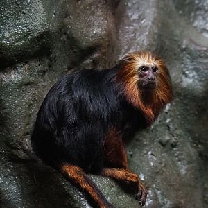 Golden-headed lion tamarin (Leontopithecus chrysomelas), 2020-06-28