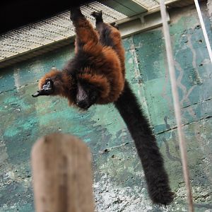 Red-ruffed lemur hanging around (Varecia rubra), 2020-06-28