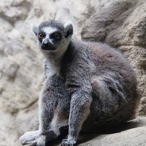 Ring-tailed lemur (Lemur catta), 2020-06-28