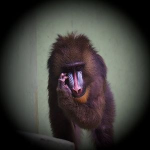 Mandrill (Mandrillus sphinx), 2020-06-28