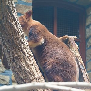Goodfellow's tree kangaroo (Dendrolagus goodfellowi buergersi), 2020-06-28