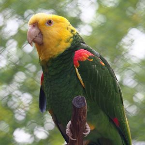Double yellow-headed amazon (Amazona oratrix oratrix), 2020-06-28