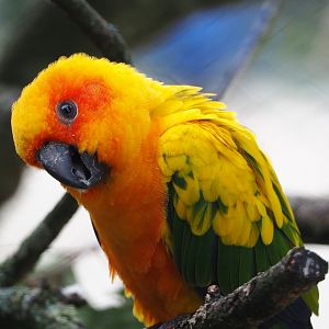 Sun conure (Aratinga solstitialis), 2020-06-28