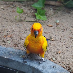 Sun conure (Aratinga solstitialis), 2020-06-28