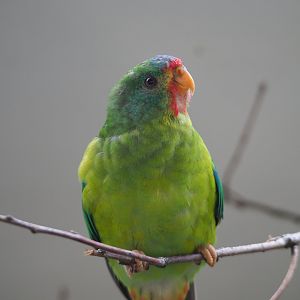 Swift parrot (Lathamus discolor), 2020-06-28