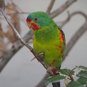 Swift parrot (Lathamus discolor), 2020-06-28