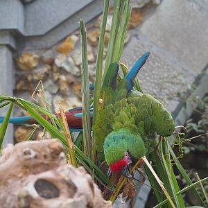 Mexican military macaw (Ara militaris mexicana), 2020-06-28
