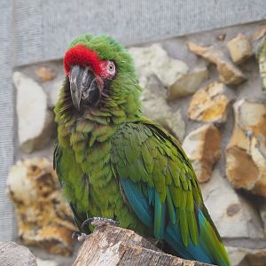Mexican military macaw (Ara militaris mexicana), 2020-06-28