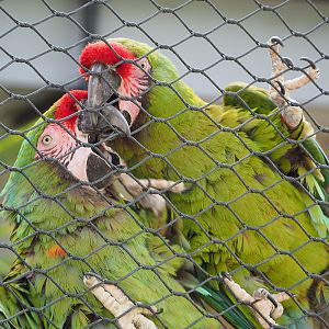 Mexican military macaws (Ara militaris mexicana), 2020-06-28