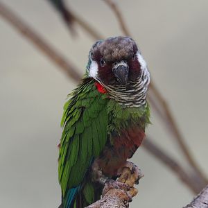 Brazilian grey-breasted conure (Pyrrhura griseipectus), 2020-06-28