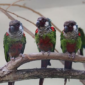 Brazilian grey-breasted conures (Pyrrhura griseipectus), 2020-06-28