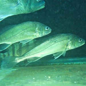 Boeseman Croaker (Boesemania microlepis)