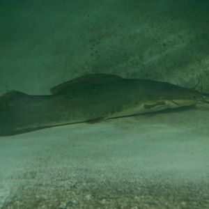 Vundu Catfish (Heterobranchus longifilis)
