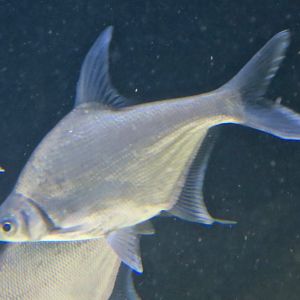 Wuchang Bream (Megalobrama amblycephala)
