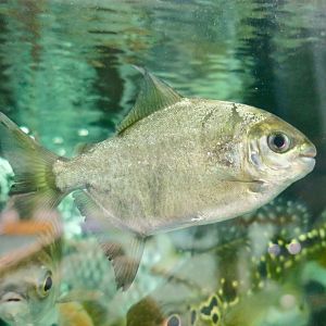 Mylesinus paraschomburgkii