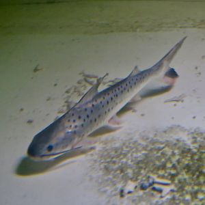 Coroatá (Platynematichthys notatus)