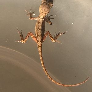 Lizard (Anole?) ID?