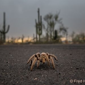 Arizona blonde tarantula