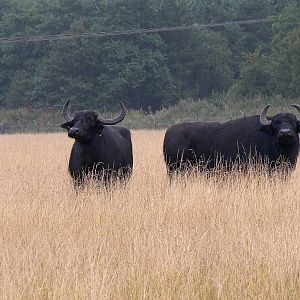 Domestic Water Buffalo