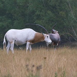 Oryx and Blesbok