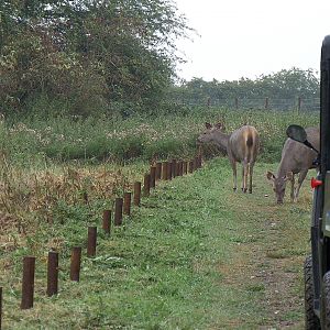 Malayan Sambar deer