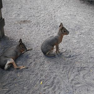 Patagonian Cavy