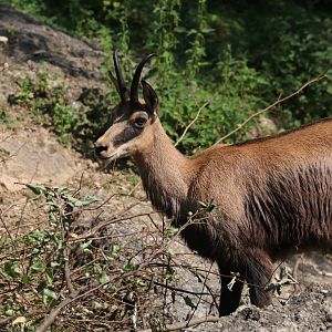 Chamois