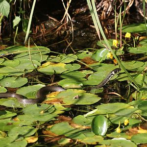 Grass snake in Pond Turtle enclosure
