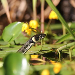 Close-up Grass snake