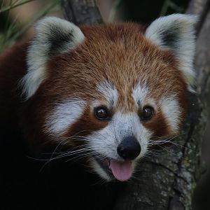 Red panda