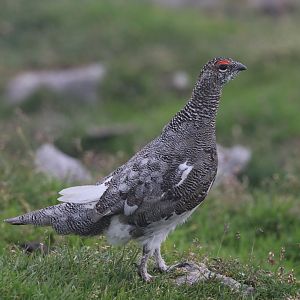 Male rock ptarmigan
